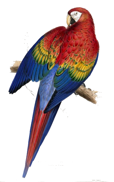 Scarlet Macaw — Edward Lear, 1832