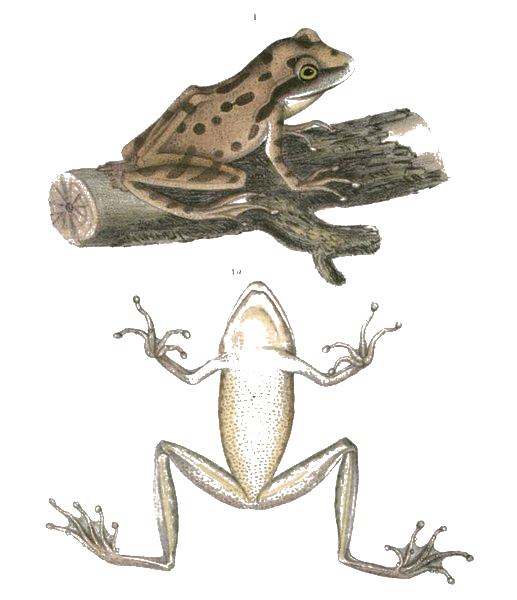 Tree Frog — Thomas Hardwicke, c. 1830